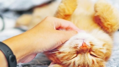 LEKOVITE FREKVENCIJE Predenje je lekovito za mačke