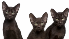 Veoma retka i inteliugentna havana mačka