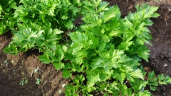 POTOPITE PERŠUN U VODU SA SODOM BIKARBONOM Ovaj trik svaka domaćica treba da zna, oduševiće vas