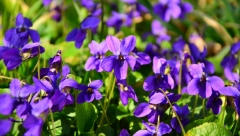 DREVNA NARODNA VEROVANJA O PROLEĆU Evo zašto bi trebalo da pojedete prvu ljubičicu ove godine!