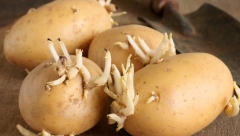 NAŠE BAKE SU ZNALE KAKO SPREČITI KLIJANJE Uz ovaj trik možete ga čuvati mesecima