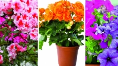 POČELO JE CVETANJE, SPREMITE SE AKO IMATE ALERGIJE: Ako ste osetljivi na polen, ovo su biljke koje vam neće smetati