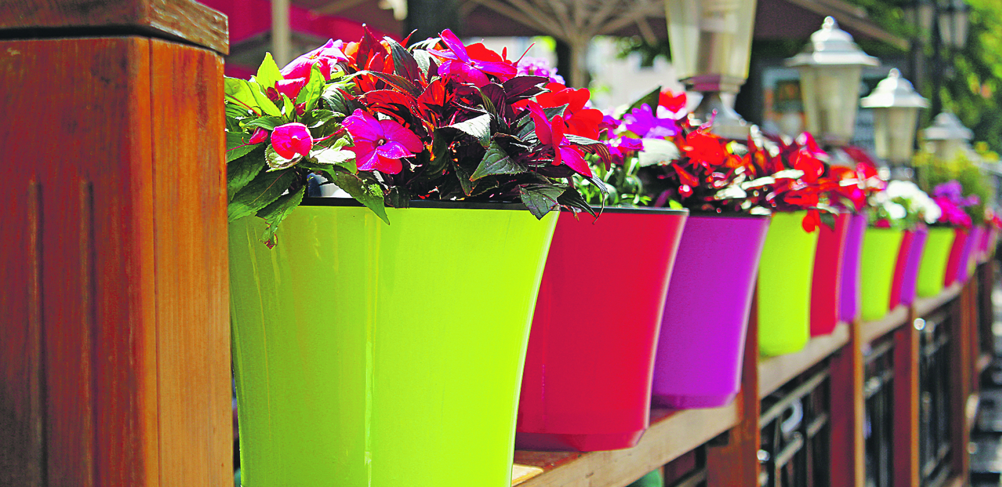 NIJE SVAKA SAKSIJA ZA SVAKO CVEĆE Plastika, glina, keramika, pogrešan izbor uništava biljku, evo koja je najbolja