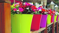 OVO CVEĆE SE SADI U JUNU Ako želite da se dobro "primi", ovo morate obavezno da uradite