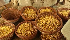 VEKOVIMA SE SMATRA ZA SVETO VOĆE Štiti od moždanog udara, visokog pritiska, holesterola i topi kilograme kao ludo