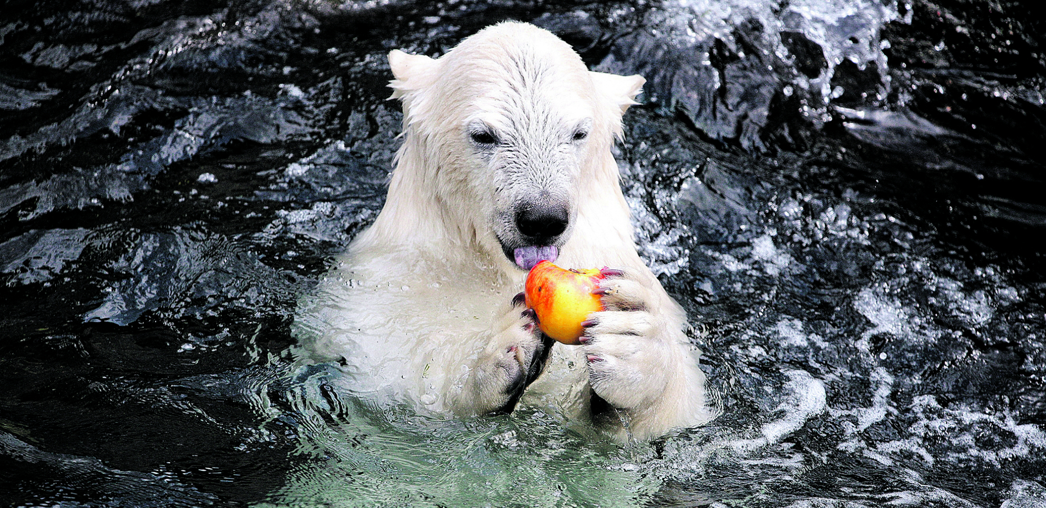 MEDVEDICA IZ ZOO-VRTA Nije bila zadovoljna obrokom za taj dan, a ovo je i razlog