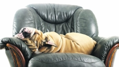 OVO SU RAZLOZI Evo zašto psi vole da spavaju na krevetu