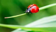 UPRAVO JE SLETELA BUBAMARA NA VAS Nećete verovati šta to znači