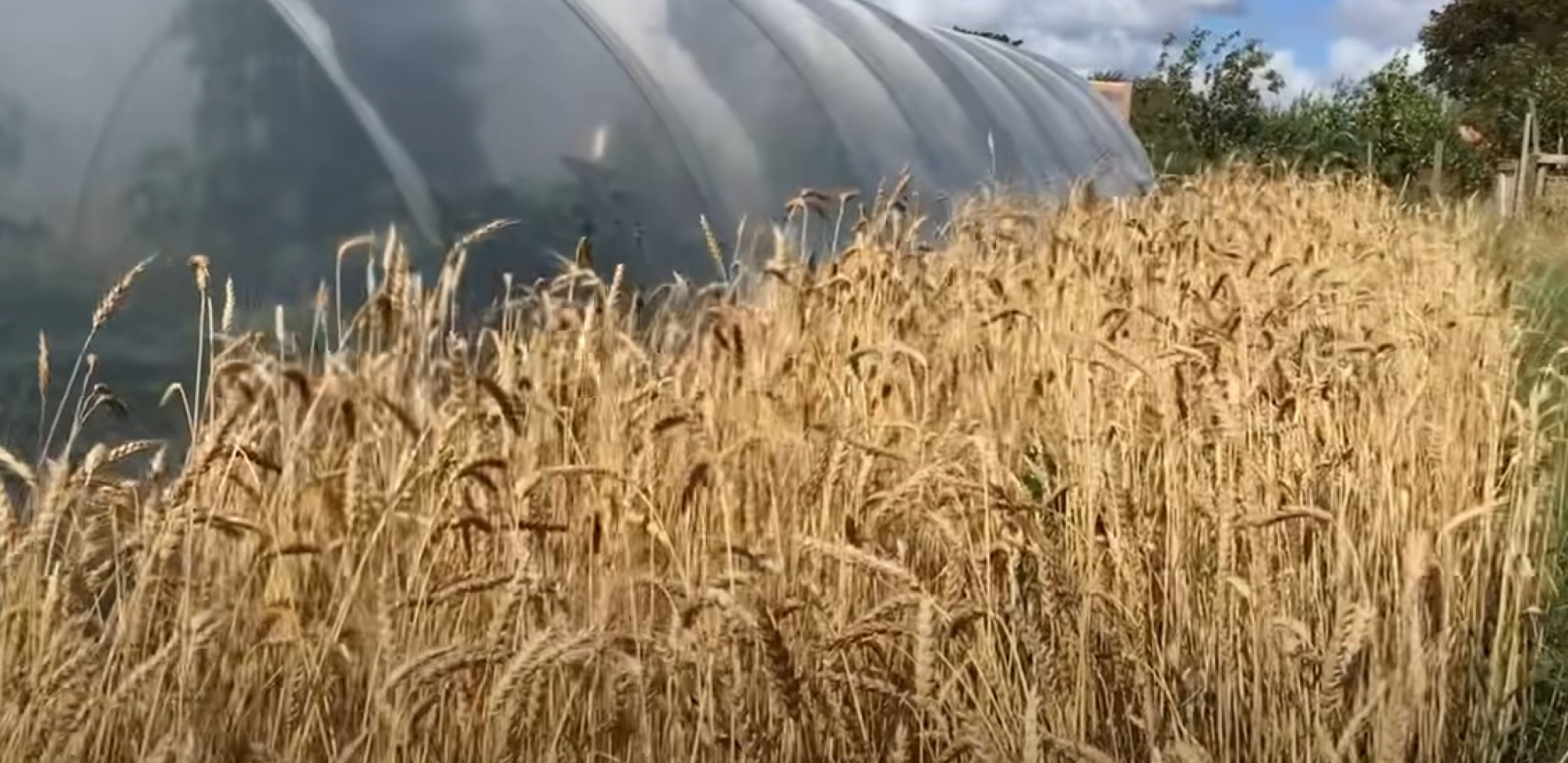 CENA ŽITA POČELA DA OPADA Stručnjaci upozoravaju: Razloga za preterani optimizam nema