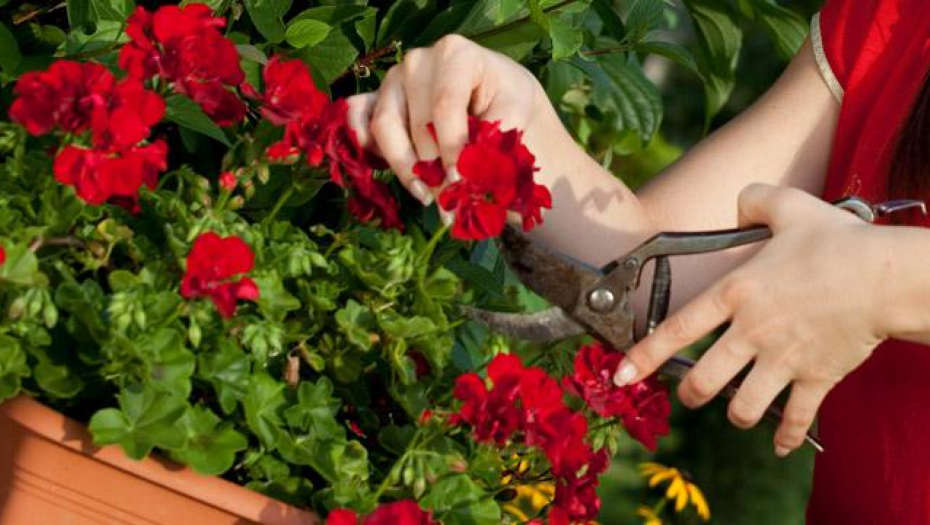 EVO ZAŠTO GA MORA IMATI SVAKA KUĆA  Stavite list ove čarobne biljke na zglob momentalno ćete normalizovati krvni pritisak