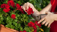 NIKADA NE BISTE POMISLILI NA OVAJ TRIK CVEĆARA: Stavite ovo na dno saksije i biljke će biti zdrave i rasti kao iz vode