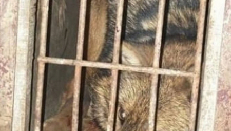 ŠAKALI JURE OBODOM GRADA Specijalne ekipe uhvatile divlju životinju u Kaluđerici (FOTO)