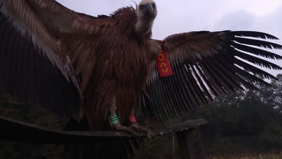 BELOGLAVI SUP UBIJEN U SIRIJI: Koban prvi let za pticu iz rezervata "Uvac"