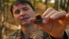 OVA KAFA JE NAJBOLJI DOMAĆI LEK Poboljšava krvnu sliku i rad štitne žlezde, smanjuje holesterol i trigliceride