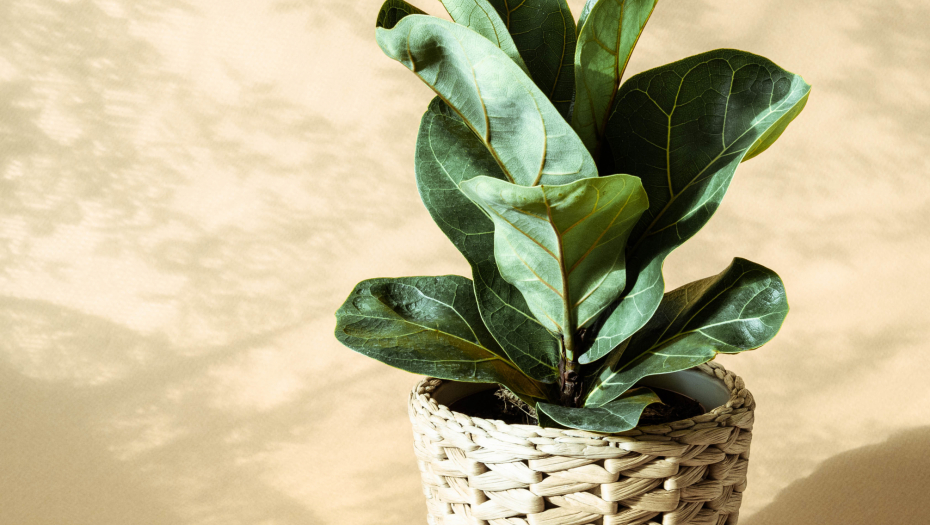 SAVETI KAKO DA NEGUJETE SPATIFILIJUM Biljku, koja ženama donosi sreću