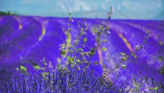 ŠTA SE DOGODI KADA STAVITE LAVANDU U SOBU? Osim što tera insekte, evo kako još može da vam koristi