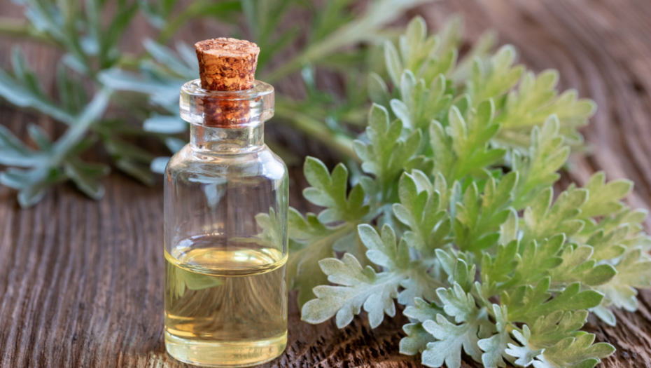 PRIRODNI LEKOVITI LIKER Napravite lako "pelinkovac" od 5 biljaka, za jačanje želuca