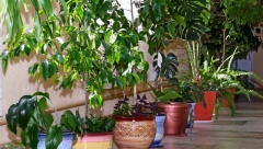 SMANJIĆE STRES I PREČISTIĆE VAZDUH KOJI UDIŠETE Četiri razloga zbog kojih bi trebalo da uzgajate sobne biljke