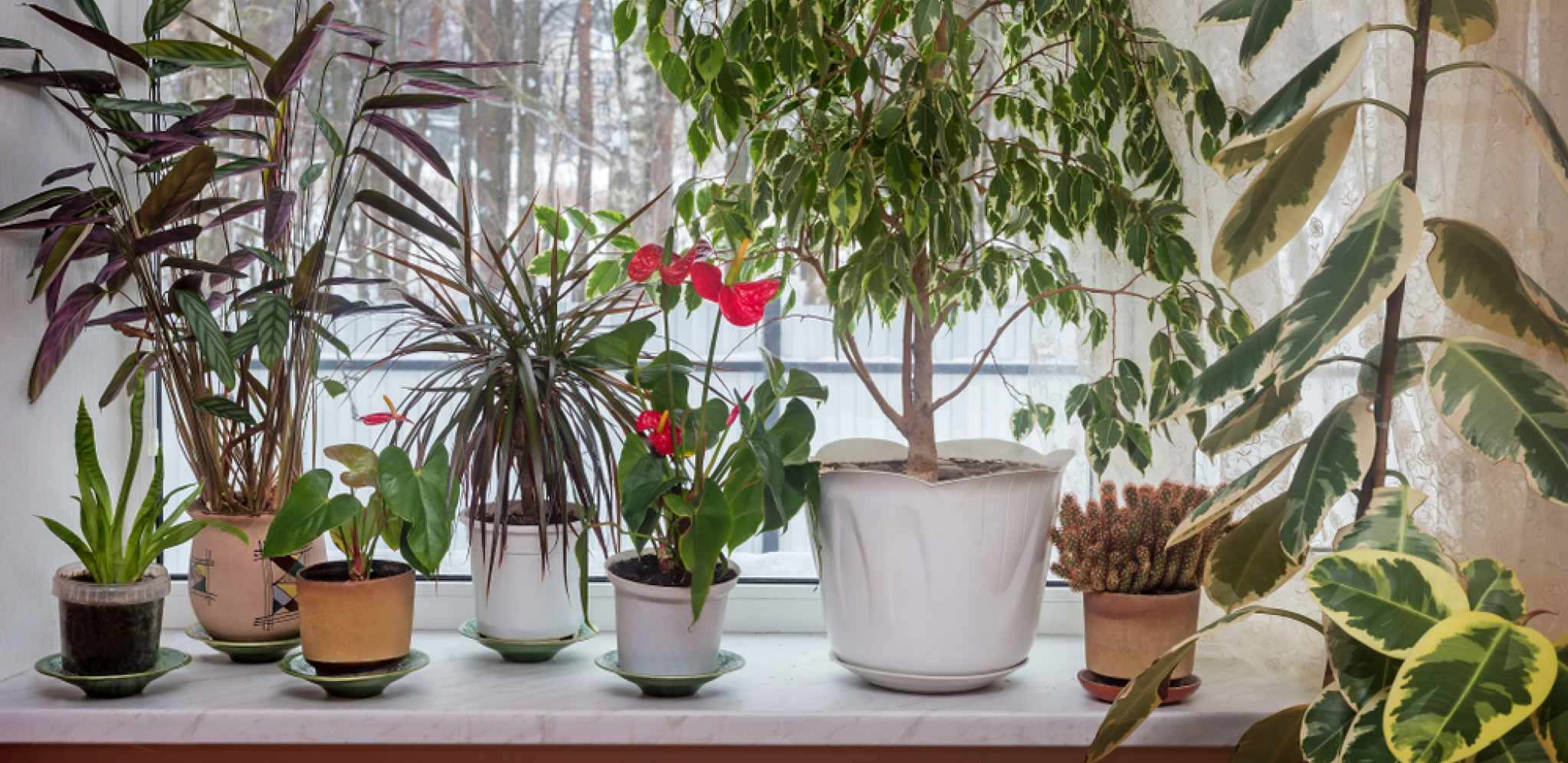 MNOGI IMAJU OVU BILJKU, A NE ZNAJU DA JE AKTIVIRAJU ZA PRIVLAČENJE NOVCA Evo šta treba da stavite u saksiju