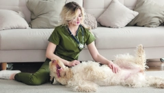 ŠTA MISLITE Zašto kuce lupkaju nogom dok ih češkate