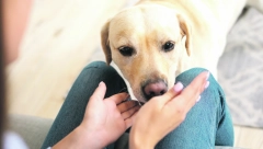 Dobro je da znate: Šta znači ako je psu njuška topla i suva?