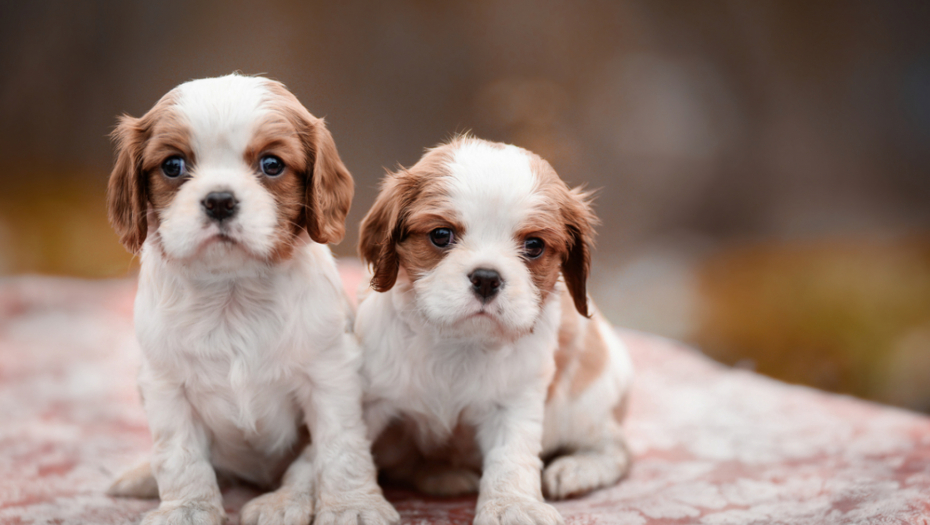 VETERINARI PREPORUČUJU Ne bi trebalo da psima dajete mačiju hranu