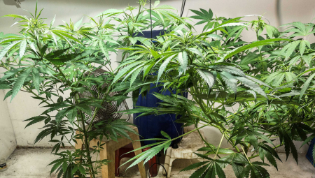 UZGAJALI MARIHUANU U LABORATORIJI Pao još jedan član organizovene grupe iz Niša