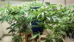 UZGAJALI MARIHUANU U LABORATORIJI Pao još jedan član organizovene grupe iz Niša