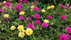 ŽENE U SRBIJI MASOVNO TRAŽE OVO CVEĆE Primiće se gde nijedno drugo neće, traje do jeseni i lako se održava