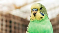 PAPAGAJ REŠIO MISTERIOZNO UBISTVO! Sve je video, evo kako je objasnio ko je ubica!