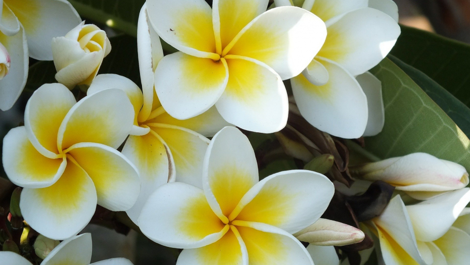 JASMIN JE KRALJ CVEĆA Evo kako da vam balkon miriše poput najlepšeg parfema