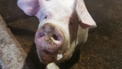 KRMAČA OPRASILA 22 PRASETA U BAJINOJ BAŠTI Veterinar u šoku, kaže da takav slučaj nije imao u karijeri (FOTO)