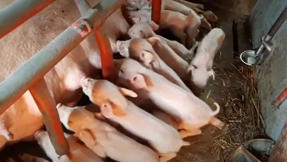 DOMAĆIN NIJE MOGAO DA VERUJE Krmača oprasila 29 prasića (VIDEO)