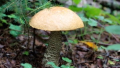 VREMEŠNA AMERIČKA MINISTARKA POJELA HALUCINOGENE PEČURKE Ukus je oduševio, nikakvo drugo dejstvo nije primetila