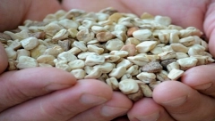 HERCEGOVAČKA ČUDESNA BILJKA Dokazano reguliše šećer u krvi,  štiti od raka, čuva mentalno zdravlje