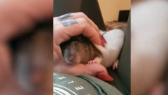 ŽIVI U KUĆI SA 50 PACOVA "Oni su moje bebice, kupam ih u sudoperi" (VIDEO)