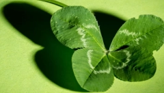 DA LI STE NEKADA PRONAŠLI DETELINU SA ČETIRI LISTA? Evo zašto je ovo znak najveće sreće, verovanja sežu daleko u prošlost!