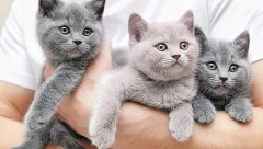 AKO NISTE ZNALI Evo kako da podignete i nosite svoju macu