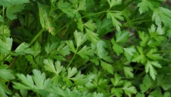 OVA BILJKA PROVERENO OBARA PRITISAK I ŠEĆER