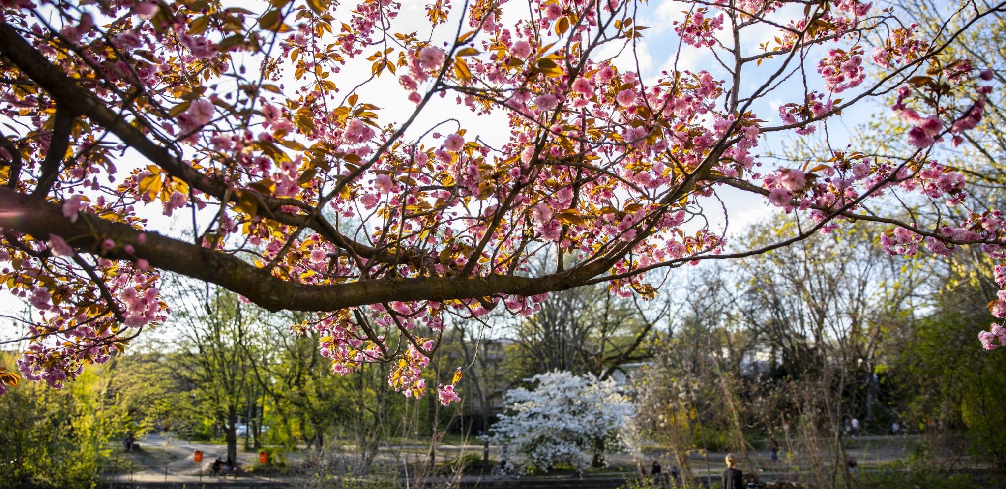 TOPLO I SUNČANO Danas ponovo letnja temperatura, ali već se zna kad nam stiže rashlađenje sa kišom