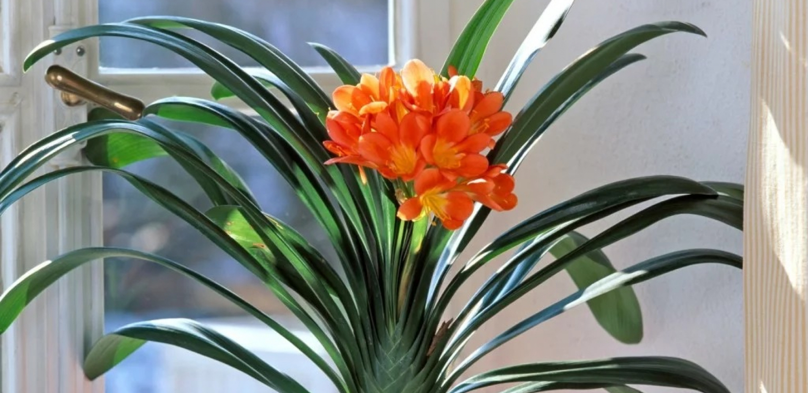 KAD PROCVETA ČEKAJU VAS DOBRE VESTI Ova biljka je pravi magnet za sreću, ako joj dodate jednu stvr