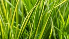 ČUDOVATA TRAVKA SA FRUŠKE GORE NEMA ŠTA NE LEČI: Odlična je za apetit, kostobolju, bubrege, anemiju, ali i za odvikavanje od pušenja