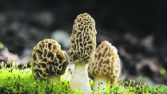 UNOSAN BIZNIS U SRBIJI Za kilogram ove pečurke možete zaraditi i do 100 evra