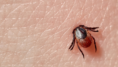 SVEŠTENIK SEBI ODSEKAO POLNI ORGAN NAKON UJEDA KRPELJA Hitna služba razvalila vrata i zatekla KRVAVI HOROR