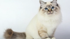 GRACIOZNA BIRMANSKA MAČKA Veoma su privržene i umiljate