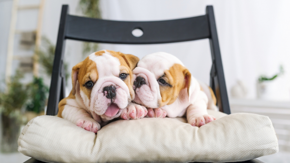 Da li je vaš ljubimac među njima? Ovo su tri rase pasa koje imaju najnižu inteligenciju