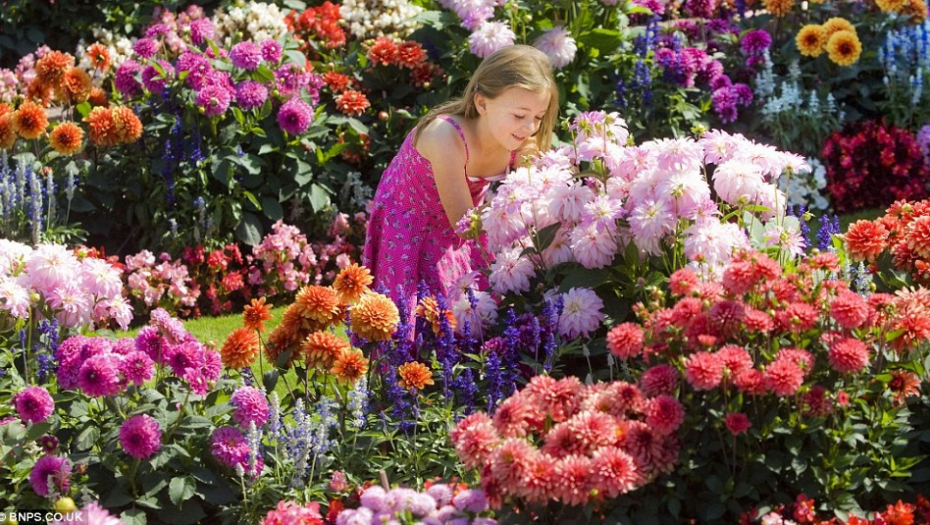VEŽITE JE U BAŠTI I UŽIVAJTE U REZULTATIMA Žuta traka rešava veliki problem koji muči sve biljke