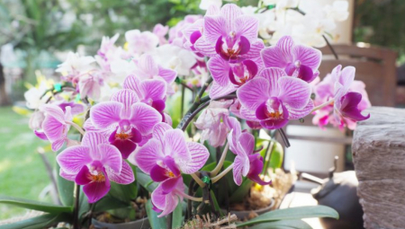 ORHIDEJA VAM NE CVETA? Dodajte u koren ovaj sastojak iz kuhinje i biće lepša nego ikad