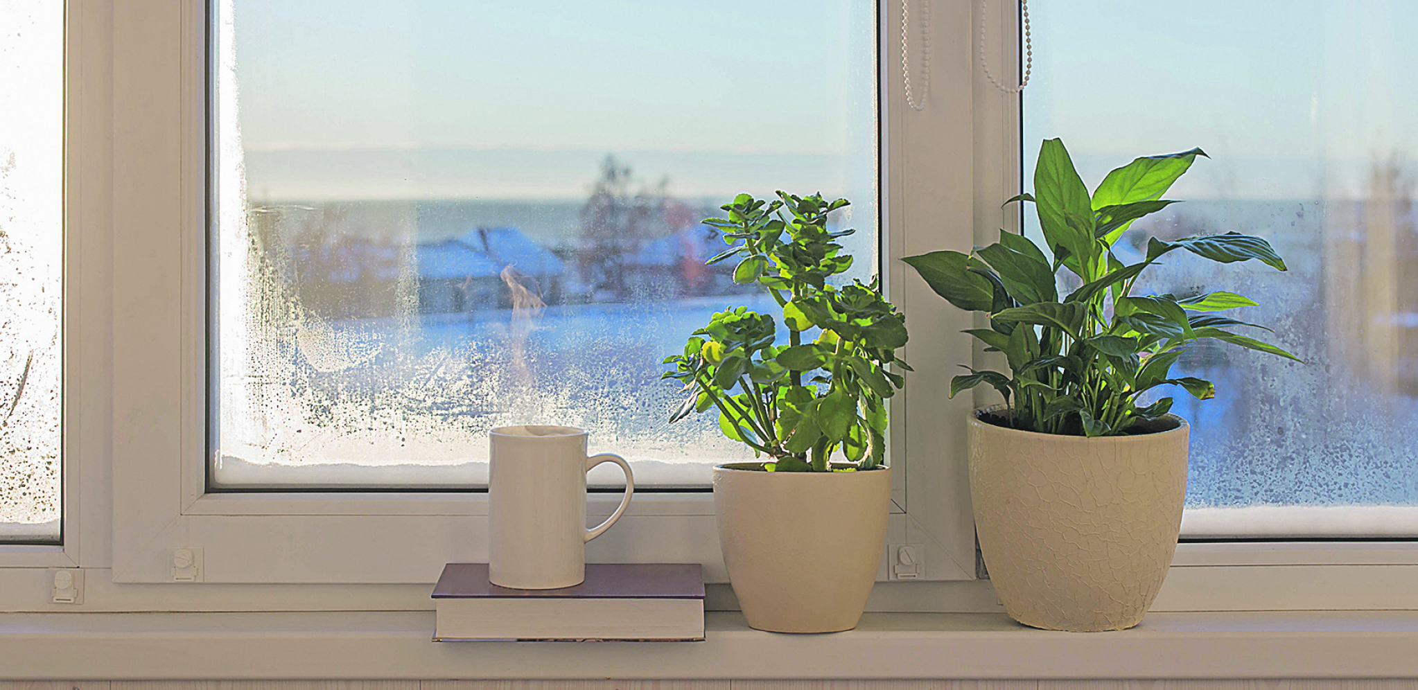 AKO OVAKO NAMESTITE BILJKE Učinićete enterijer lepšim