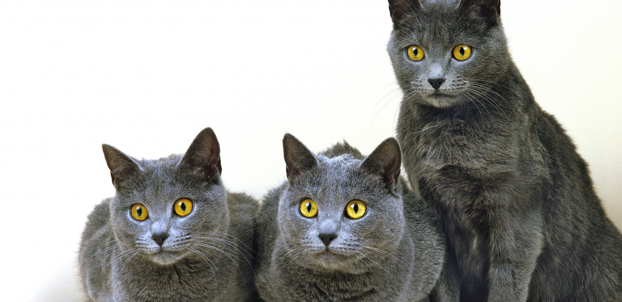 KARTUZIJANSKE MAČKE Inteligentne su i nezavisne